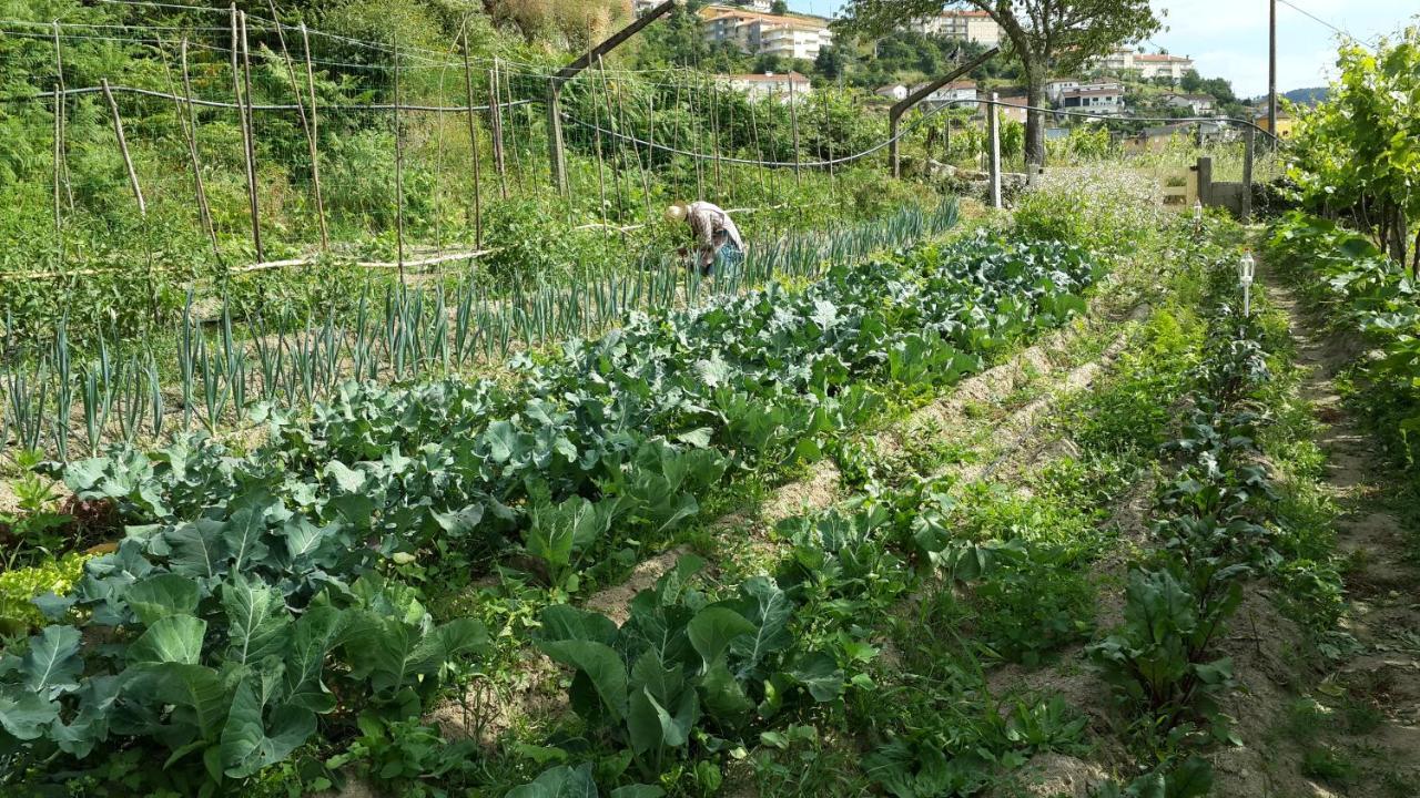 Verde Agua Agroturismo E Agricultura Biologica Couto Eksteriør billede