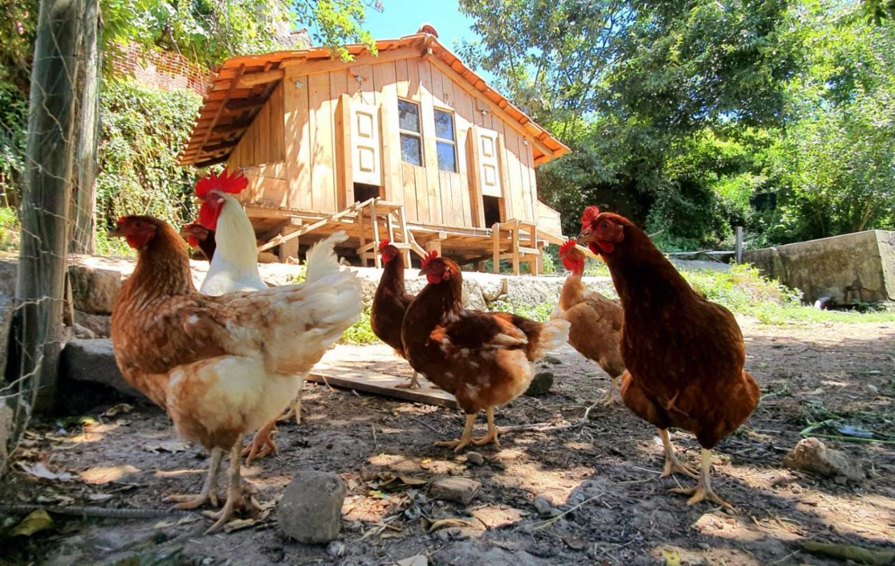 Verde Agua Agroturismo E Agricultura Biologica Couto Eksteriør billede